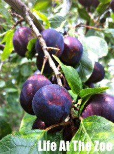 foraging plums