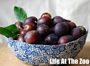 plums foraging
