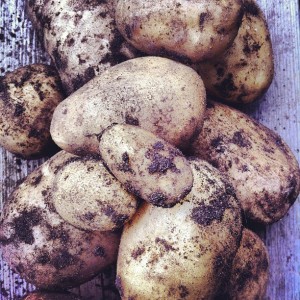 potato container garden